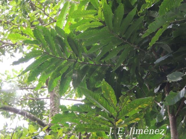 Guarea grandifolia