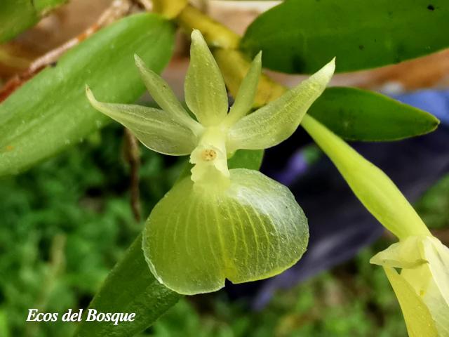 Epidendrum dentiferum