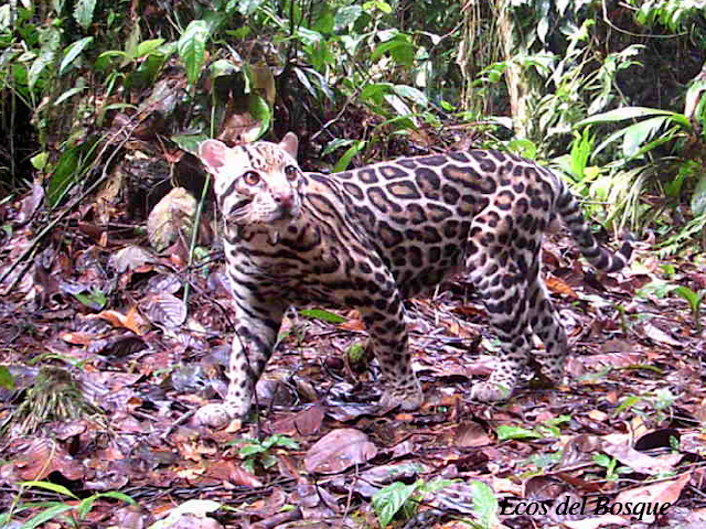 Leopardus pardalis (Manigordo, Ocelote)