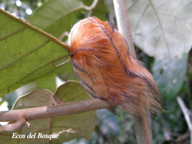 Megalopyge albicollis (Gusano ratón, Tortolocuilo)