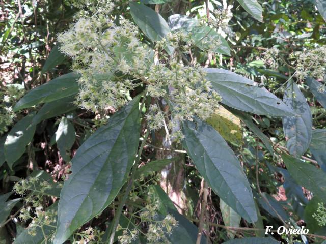Koanophyllon hylonomum