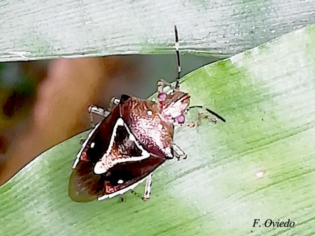 Mormidea pictiventris (Chinche apestosa)