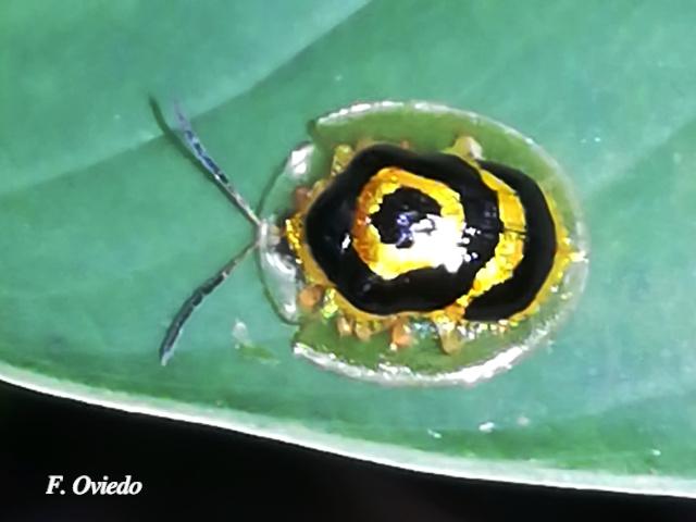 Ischnocodia annulus (Escarabajo tortuga dorado)