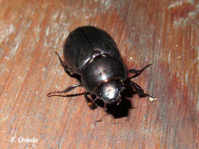 Dyscinetus dubius (Escarabajo de espalda dura)