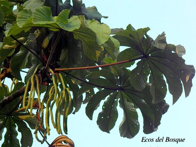 Cecropia obtusifolia (Guarumo)