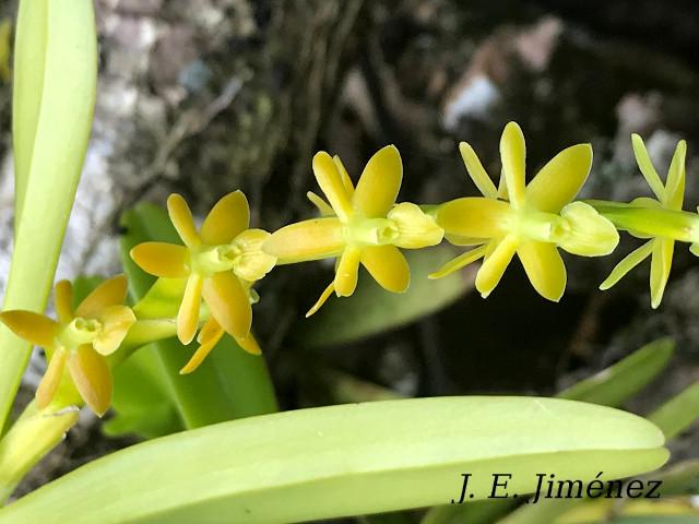 Epidendrum cardiophorum