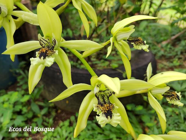 Coelogyne pandurata (Orquídea negra)