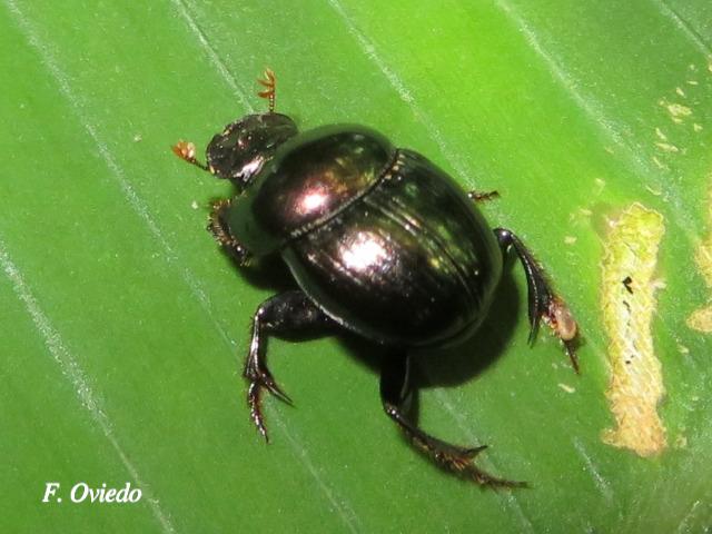 Canthidium haroldi (Escarabajo pelotero)