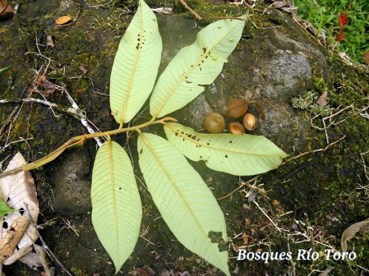 Virola koschnyi (Fruta dorada) Virola koschnyi (Fruta dorada)