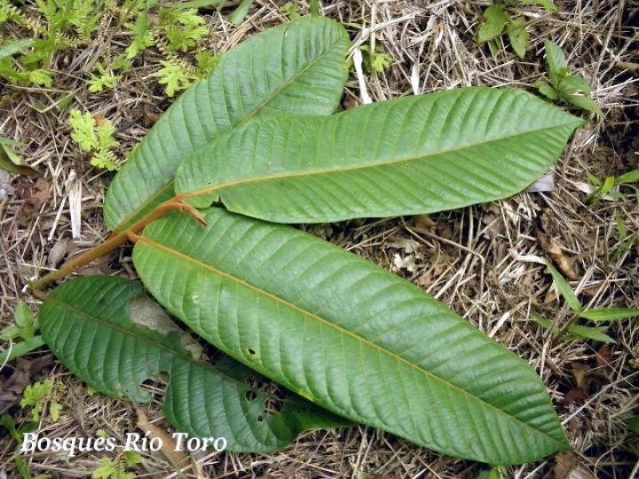 Virola koschnyi (Fruta dorada) Virola koschnyi (Fruta dorada)