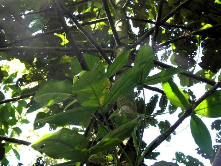 Virola koschnyi (Fruta dorada) Virola koschnyi (Fruta dorada)