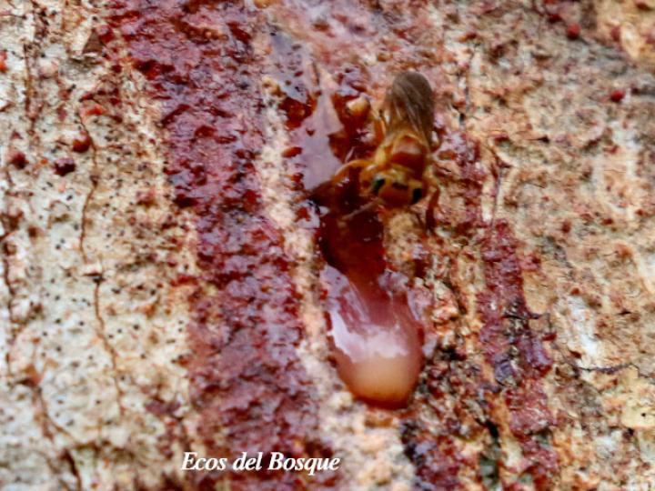 Virola koschnyi (Fruta dorada) Virola koschnyi (Fruta dorada)
