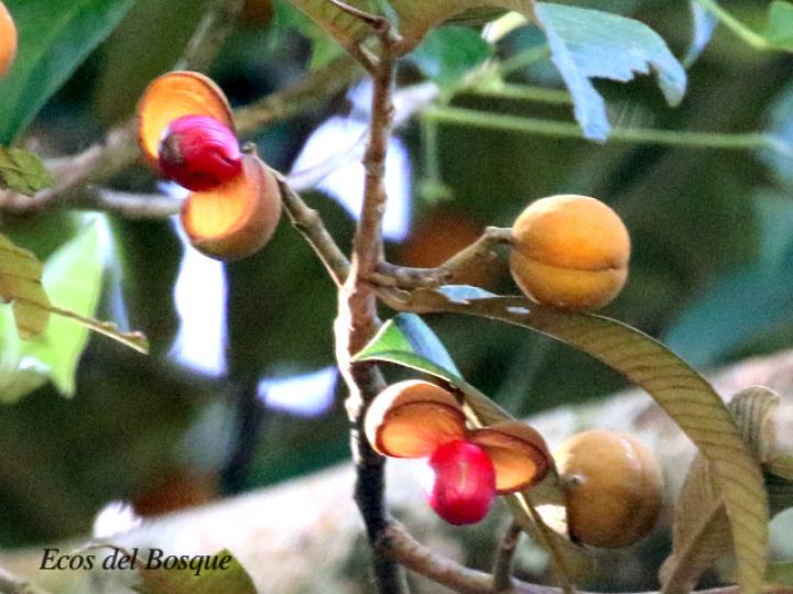 Virola koschnyi (Fruta dorada) Virola koschnyi (Fruta dorada)