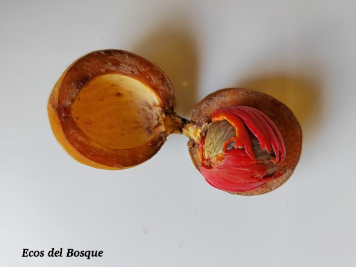 Virola koschnyi (Fruta dorada) Virola koschnyi (Fruta dorada)