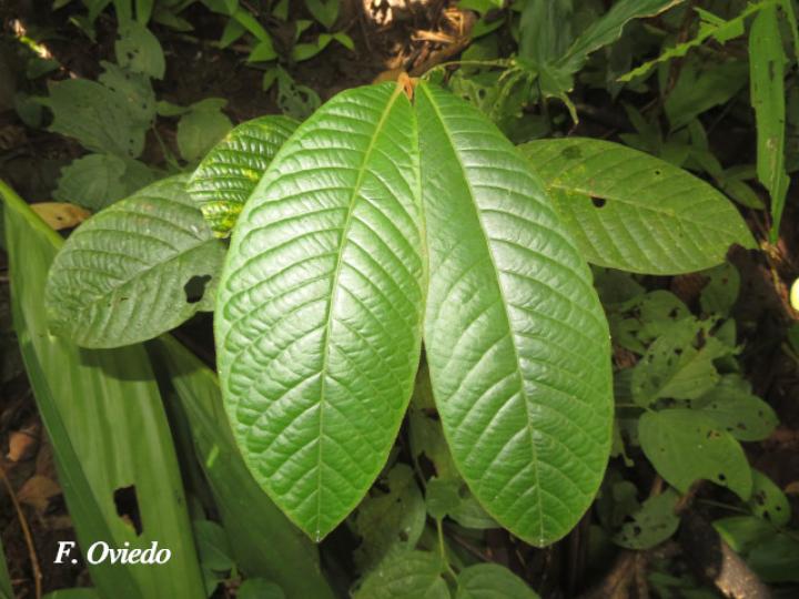Virola koschnyi (Fruta dorada) Virola koschnyi (Fruta dorada)