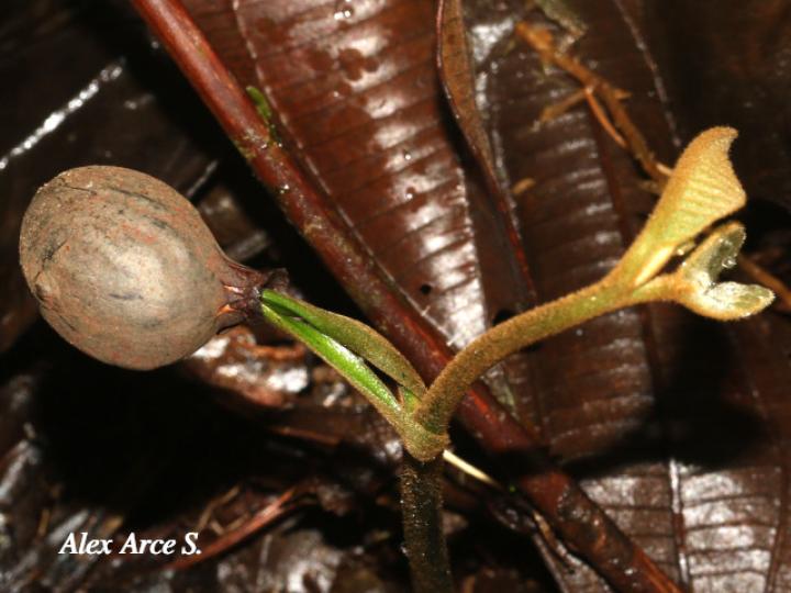 Virola koschnyi (Fruta dorada) Virola koschnyi (Fruta dorada)