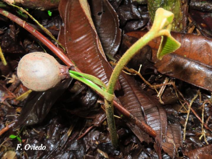 Virola koschnyi (Fruta dorada) Virola koschnyi (Fruta dorada)