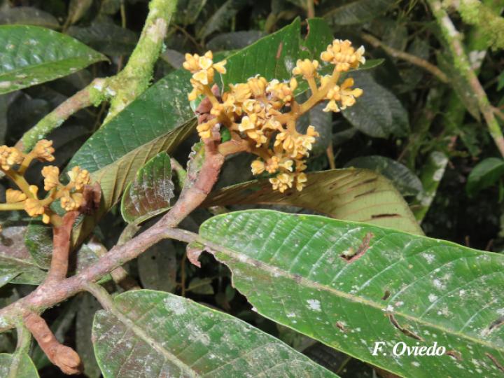 Virola koschnyi (Fruta dorada) Virola koschnyi (Fruta dorada)