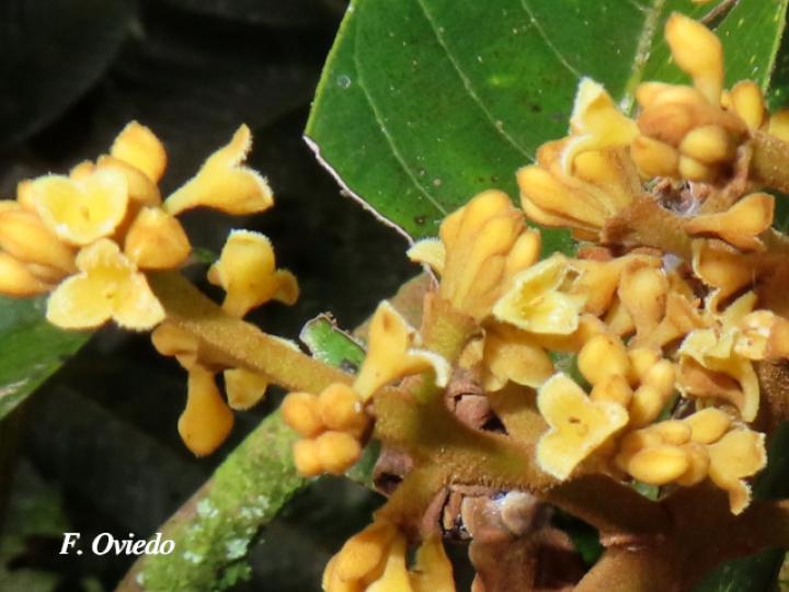 Virola koschnyi (Fruta dorada) Virola koschnyi (Fruta dorada)