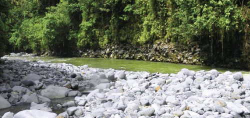 Bosques Rio Toro Bosques Rio Toro