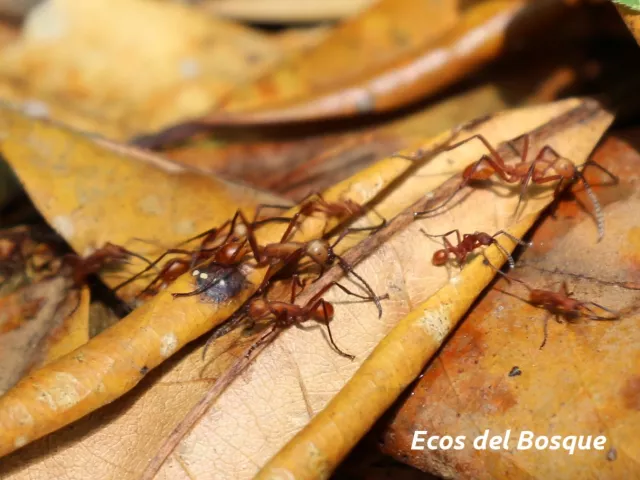 Incursiones de caza de las arrieras y las aves hormigueras.