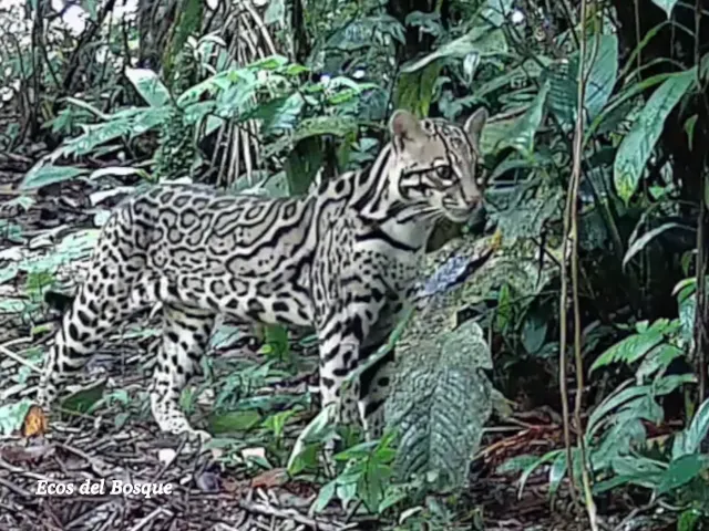 Manigordo u Ocelote,  (Leopardus pardalis)