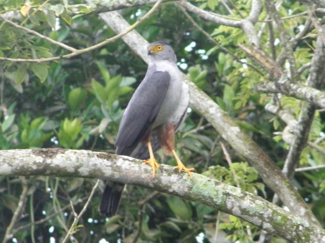 Accipiter bicolor