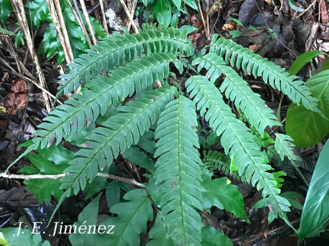 Adiantum tetraphyllum