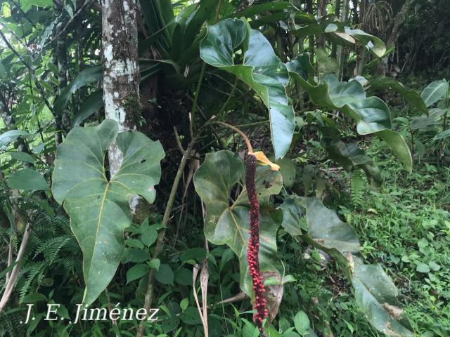 Anthurium brownii