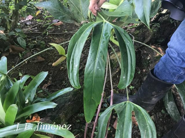Anthurium tilaranense