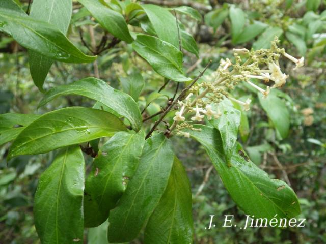 Arachnothryx buddleoides