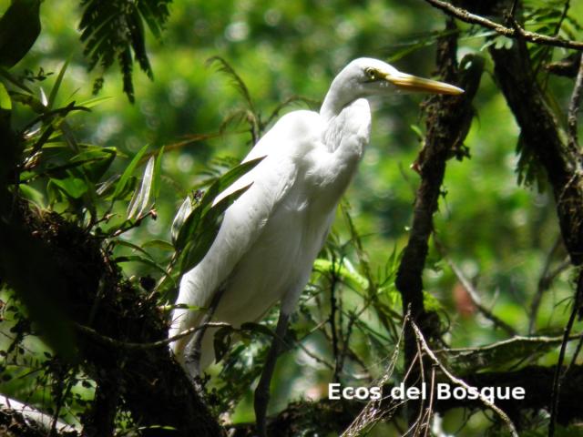 Ardea alba