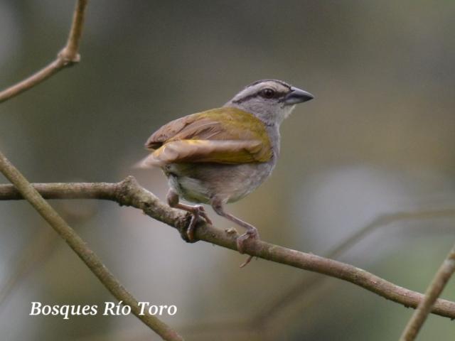 Arremonops conirostris