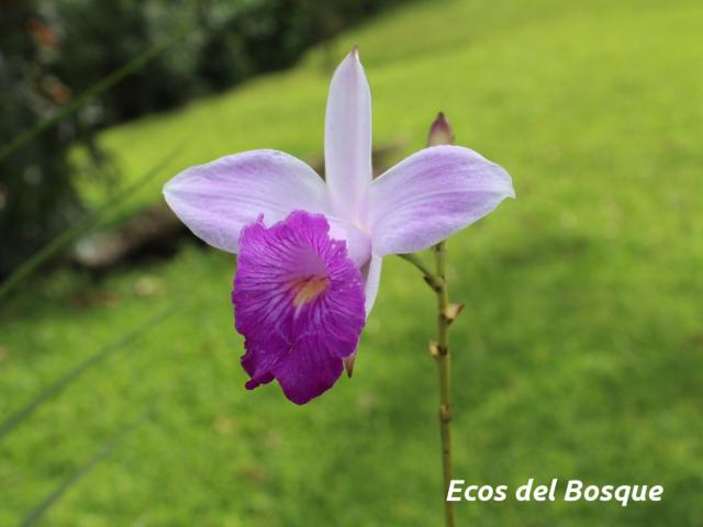 Arundina graminifolia