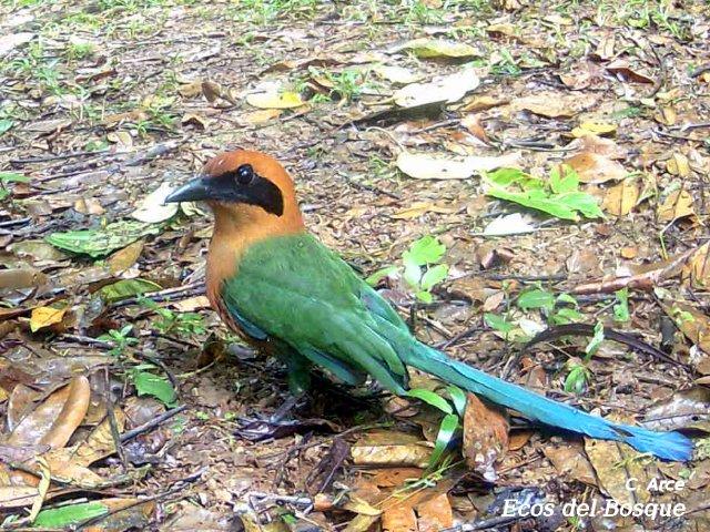 Baryphthengus martii