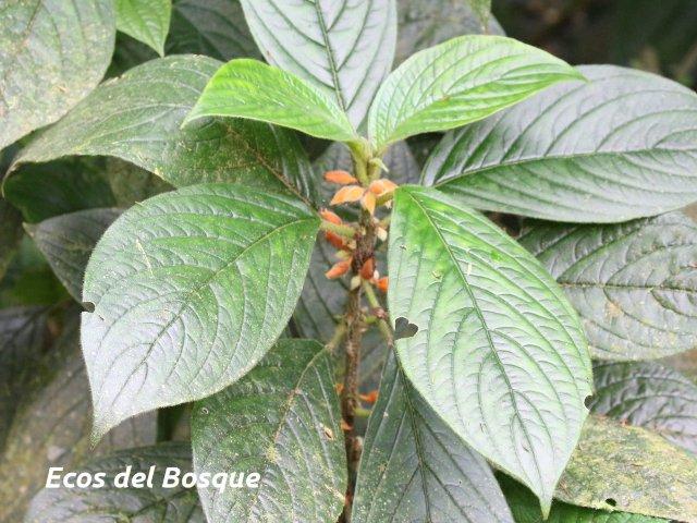 Besleria columneoides