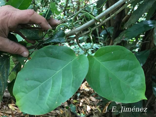Bignonia hyacinthina