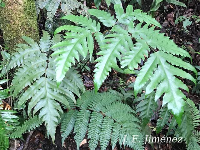 Bolbitis portoricensis