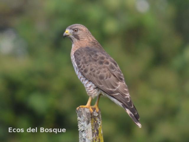 Buteo platypterus