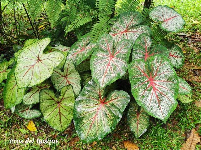 Caladium bicolor