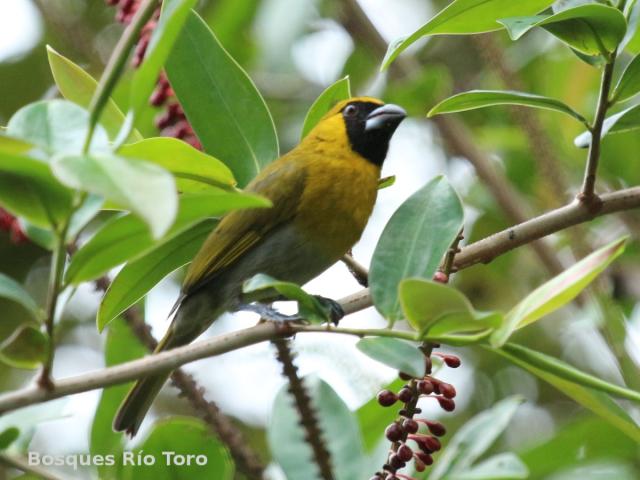 Caryothraustes poliogaster (Picogrueso Carinegro)