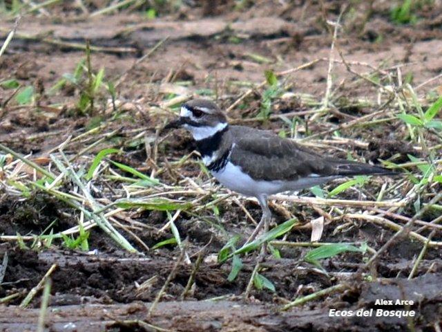 Charadrius vociferus
