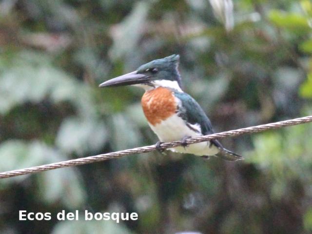 Chloroceryle amazona