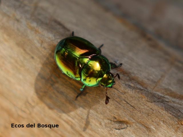 Chrysina 