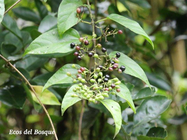 Cissus verticillata