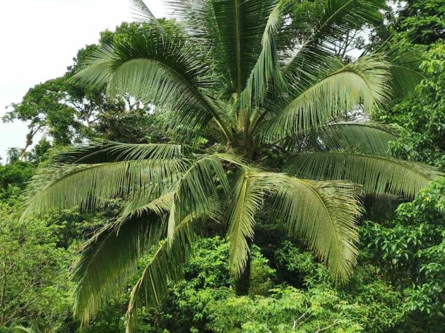 Cocos nucifera