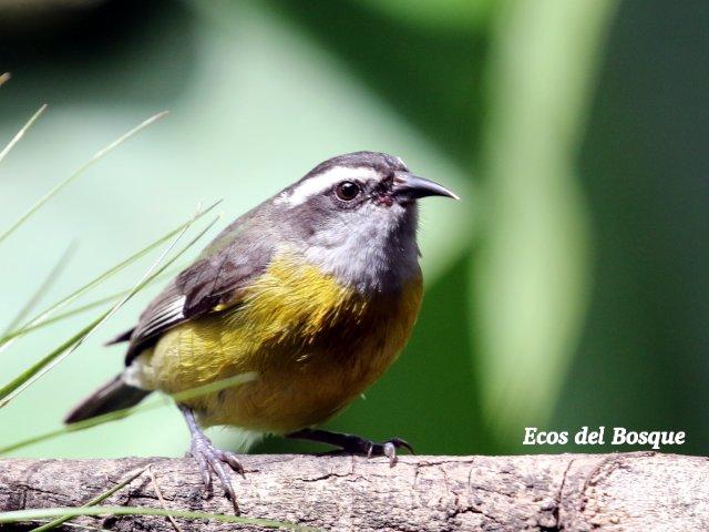 Coereba flaveola (Reinita mielera)