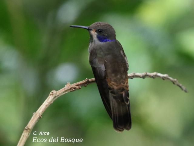 Colibri delphinae