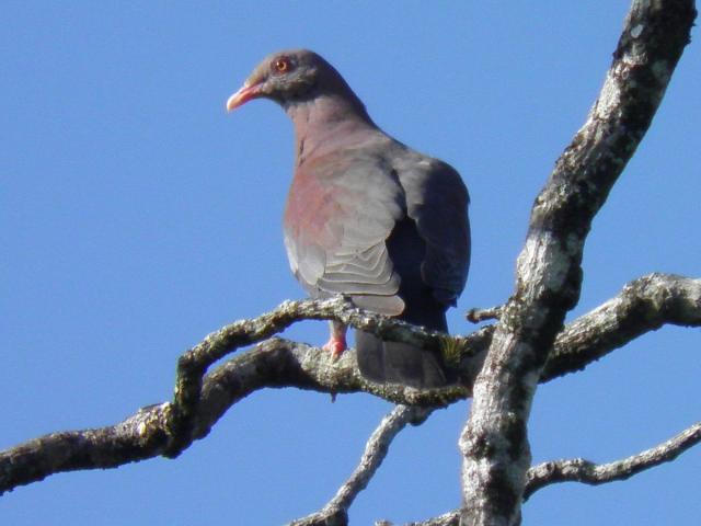 Patagioenas flavirostris