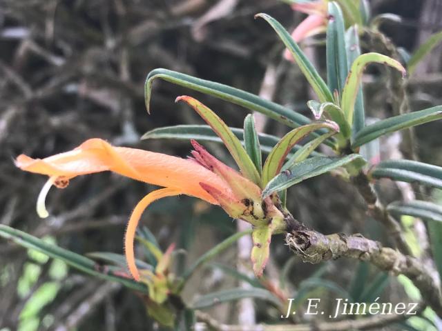 Columnea linearis